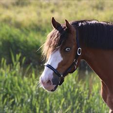 Anden særlig race CORNELIUS JUNIOR