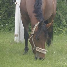 Hollandsk Sportspony Saira