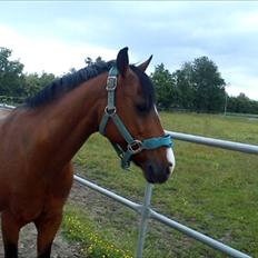 Anden særlig race Kadanza´s King