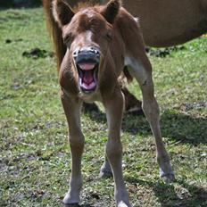 Anden særlig race Cera *Solgt*