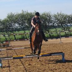 Pinto Figaro Ponygaarden