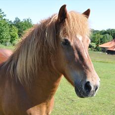 Islænder Tritla fra Duedahl<3