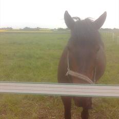 New Forest Feline*Putte/Musse**Savnet*