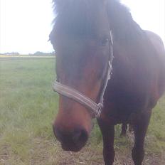 New Forest Feline*Putte/Musse**Savnet*