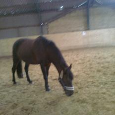 New Forest Feline*Putte/Musse**Savnet*