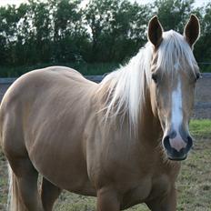 Quarter Roosters Final Pine