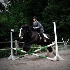 Irish Cob Lady Giga 