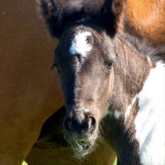 Irish Cob Crossbreed Skovperlens Sirius