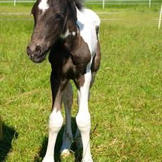 Irish Cob Crossbreed Skovperlens Sirius