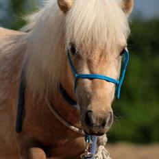 Shetlænder Sandagers Elvis