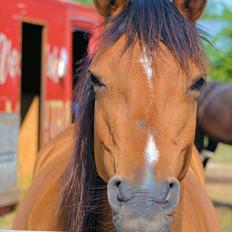 Arabisk fuldblod (OX) cherelda