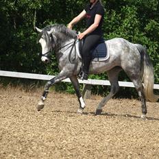 Anden særlig race Kenya