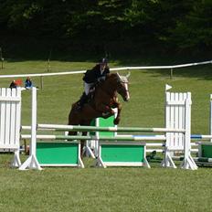 Dansk Varmblod Stald Benzon `s Laqui