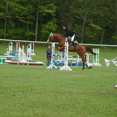 Dansk Varmblod Stald Benzon `s Laqui