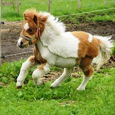 Shetlænder Haabet´s My Spot