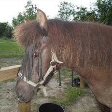 Islænder Stjarna fra Vrangbækgård