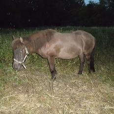 Islænder Stjarna fra Vrangbækgård