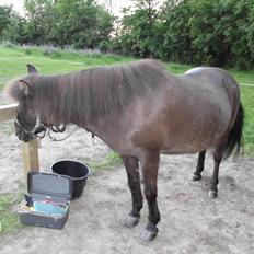Islænder Stjarna fra Vrangbækgård