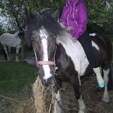 Irish Cob Crossbreed Nova - tidligere hest - R:I:P
