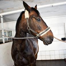 Oldenborg Markus Af Lundsager
