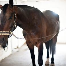 Oldenborg Markus Af Lundsager
