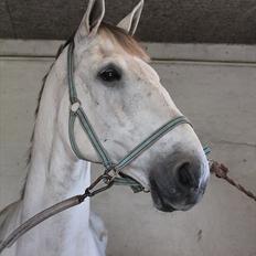 Zangersheide Ancoriano Z