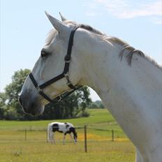 Zangersheide Ancoriano Z