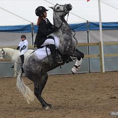 Dartmoor Innis Komtesse