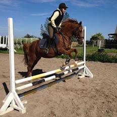 Anden særlig race Bella