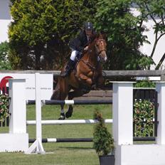 Dansk Varmblod Calliano