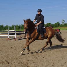 Dansk Varmblod Calliano