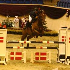 Dansk Varmblod Calliano