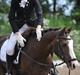 Welsh Pony (sec B) Sylvan's Rivaldo SOLGT:'(