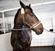 Oldenborg Markus Af Lundsager