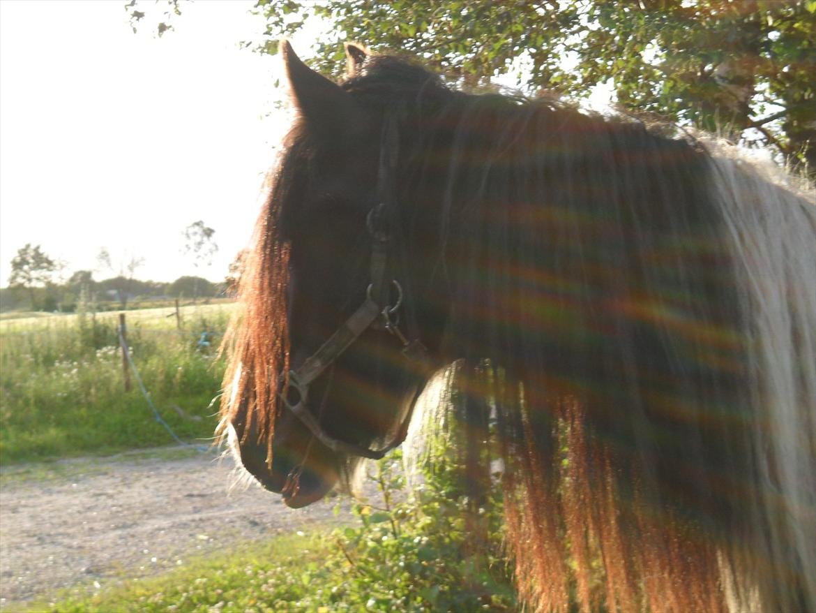 Tinker Shakila´s Shadow billede 3