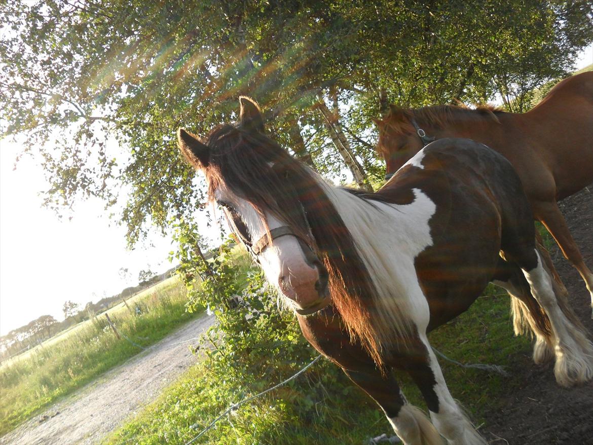 Tinker Shakila´s Shadow billede 5