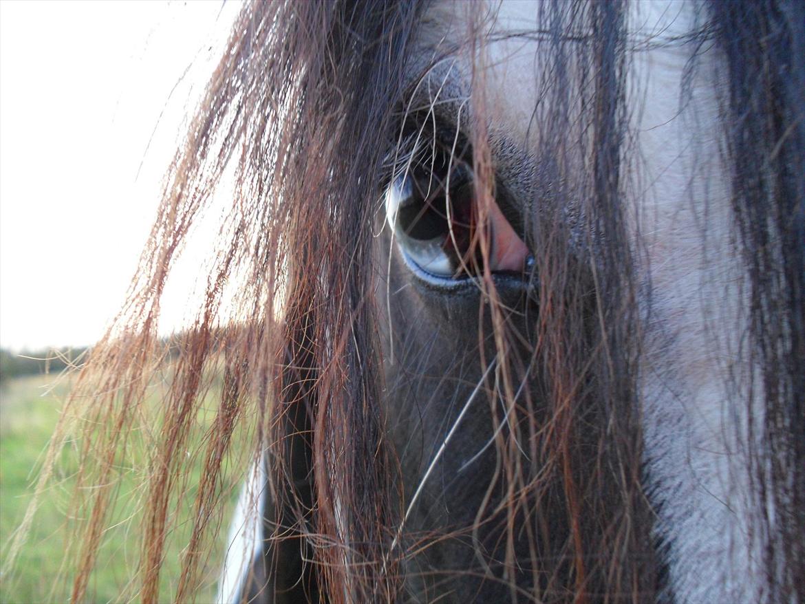 Tinker Shakila´s Shadow billede 7