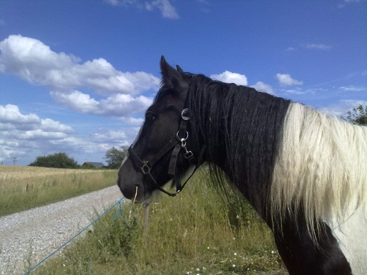 Tinker Shakila´s Shadow billede 10