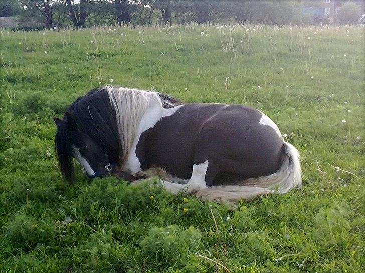 Tinker Shakila´s Shadow billede 12