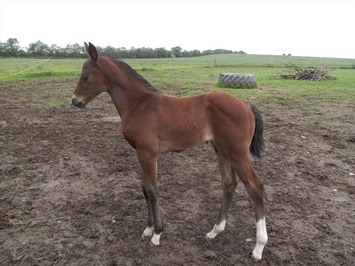 Dansk Varmblod Believe In Me billede 9