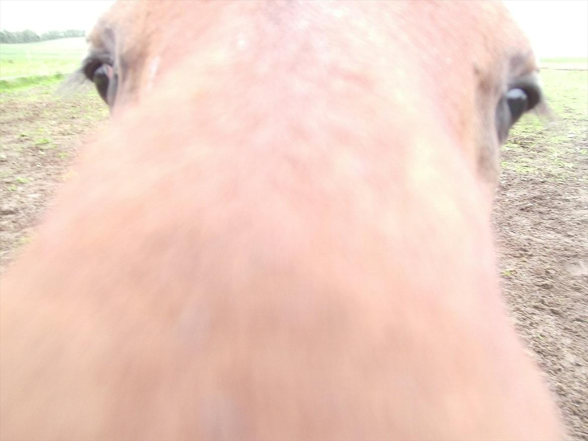 Dansk Varmblod Believe In Me - Ja hvad er et kamera for noget.. billede 10