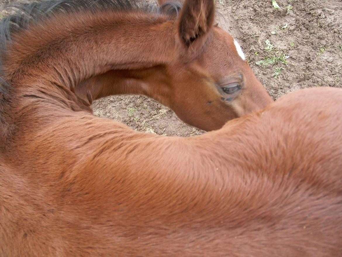 Dansk Varmblod Believe In Me billede 12