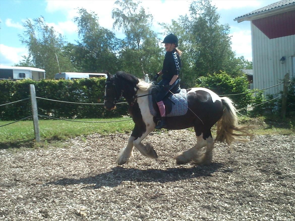 Tinker Shakila´s Shadow - En af de første gange vi galoperer billede 14