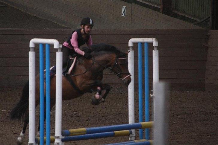 DSP Tværhøjgårds Athene ( mit et og alt )<3 - juhu billede 15