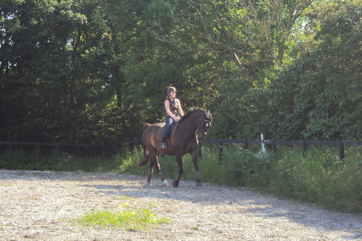 Dansk Varmblod Fan Ace  DH hoppe *halvpart* - træning 19-06-12 billede 15