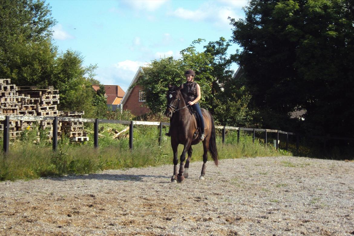 Dansk Varmblod Fan Ace  DH hoppe *halvpart* - træning 19-06-12 billede 16