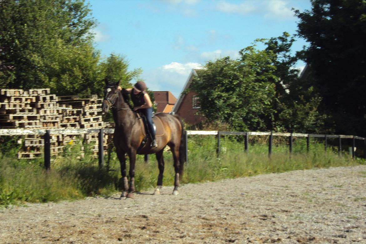 Dansk Varmblod Fan Ace  DH hoppe *halvpart* - træning 19-06-12 billede 17