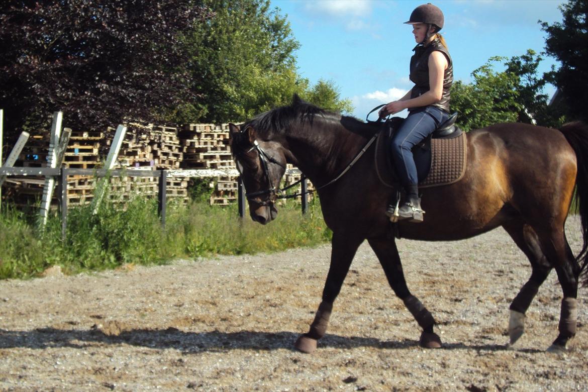 Dansk Varmblod Fan Ace  DH hoppe *halvpart* - træning 19-06-12 billede 18