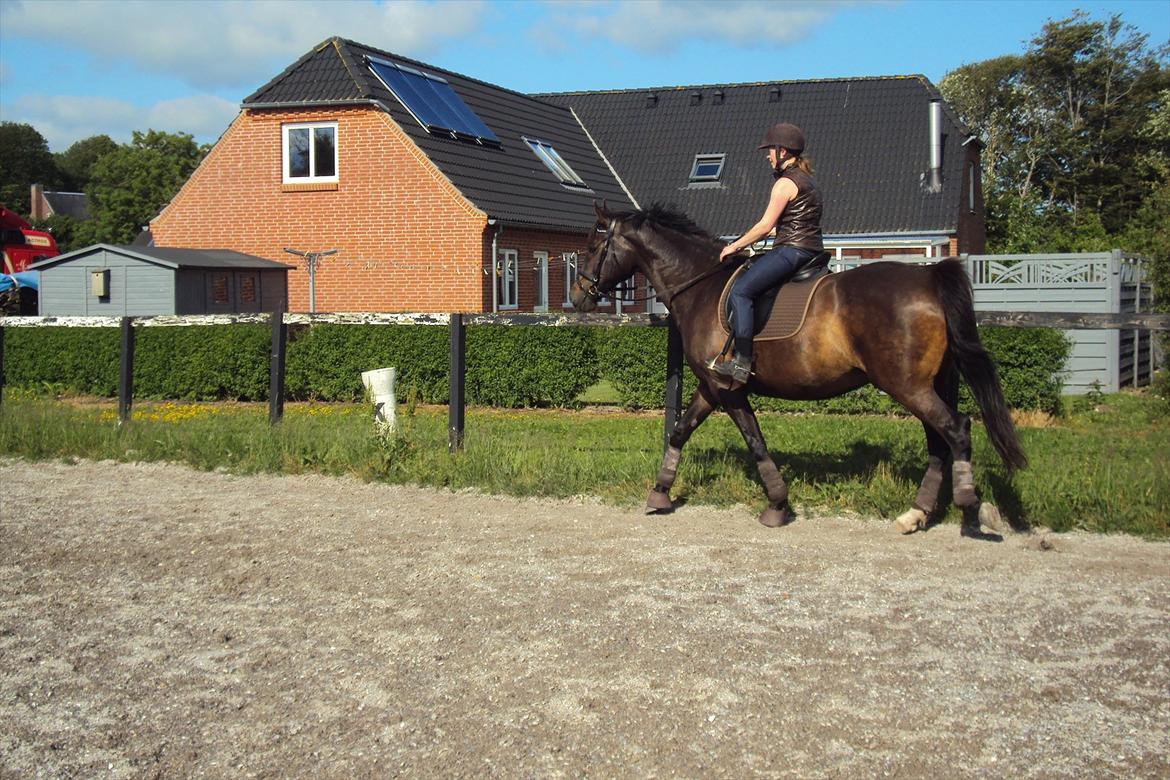 Dansk Varmblod Fan Ace  DH hoppe *halvpart* - træning 19-06-12 billede 19