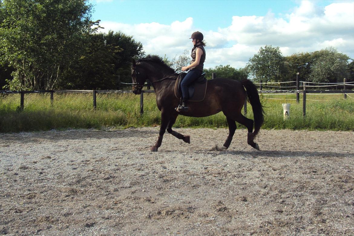 Dansk Varmblod Fan Ace  DH hoppe *halvpart* - træning 19-06-12 billede 20